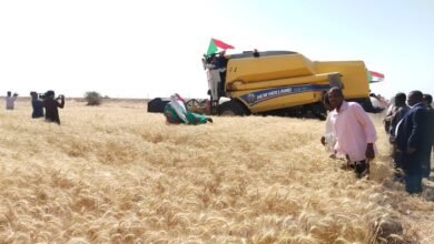 حصاد الشمالية.. السودان لن يجوع 16 IMG 20250320 WA0010