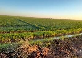 (2) مليار خسائر مشروع الجزيرة