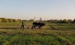 حصاد الشمالية.. السودان لن يجوع