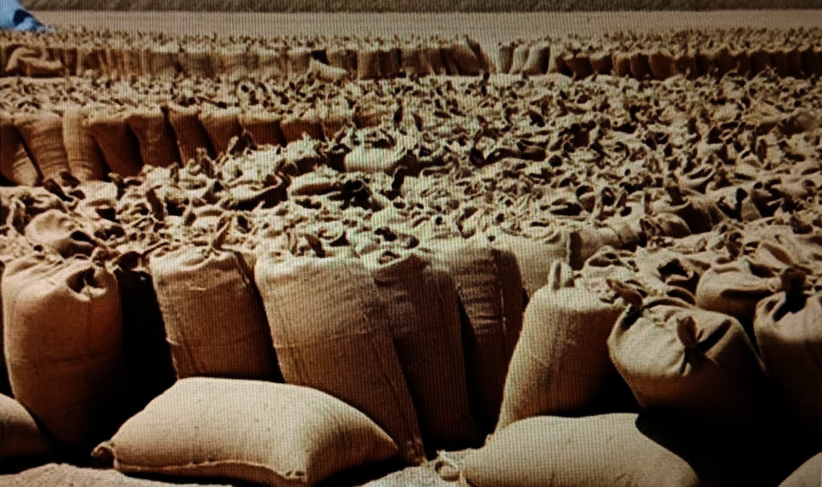 خطة لإعادة هيبة محصول القطن في السوق العالمي