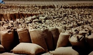 أسعار المحاصيل اليوم ببورصة القضارف