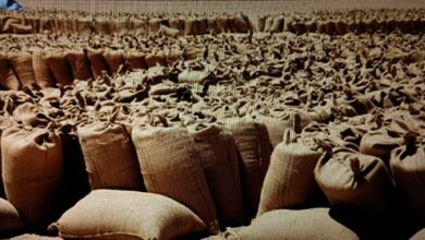 أسعار المحاصيل اليوم ببورصة القضارف