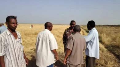 محافظ الجزيرة يبشر مزارعي تقاوي القمح 14 IMG 20250406 WA0007