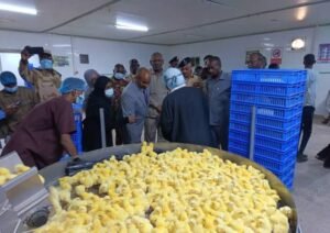 عودة شركة دواجن شهيرة للعمل بالخرطوم