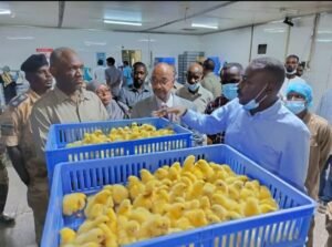 عودة شركة دواجن شهيرة للعمل بالخرطوم