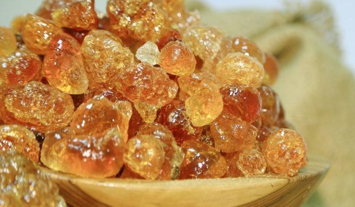 مسؤول بارز يطالب بوقف تصدير الصمغ 11 IMG 20250524 WA0002