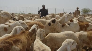 تعهدات لمنظمة إيفاد بدعم قطاع الثروة الحيوانية 15 Screenshot 20250505 174518 Chrome