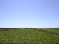 لهذا السبب 45 ألف فدان تخرج من دائرة الإنتاج للموسم الصيفي