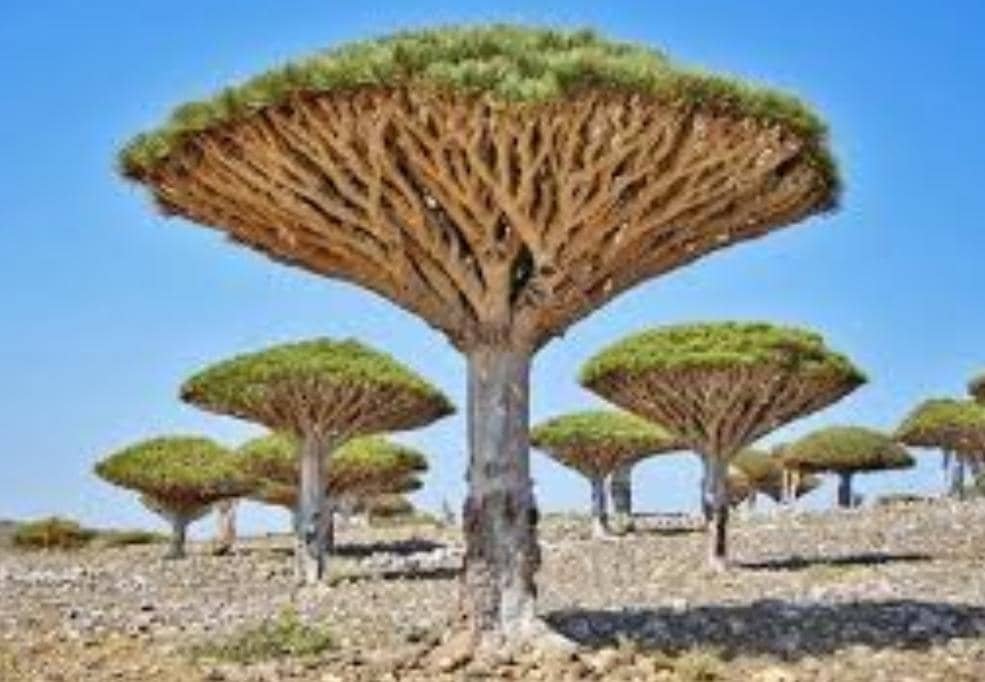 الكشف عن خطة لحفظ النباتات من الإنقراض 11 IMG 20250711 WA0025
