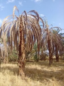 محلية مروي تستغيث!