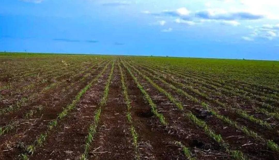 مشروع الجزيرة يصدم المزارعين بهذا القرار 11 IMG 20250813 WA0025 2