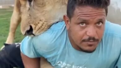 ترويع مصري بأسد في ليبيا.. تجميد أموال وممتلكات المتهم 19 IMG 20250824 WA0018