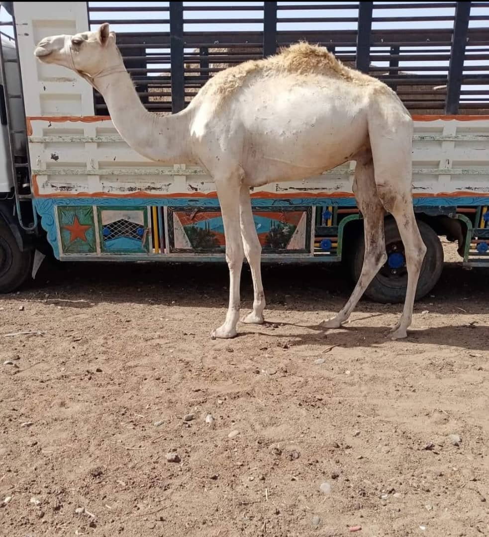 بيع جمل سباق ب ٧٠ مليون بمنطقة العبيدية 11 IMG 20250831 WA0025