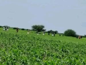 الكشف عن خطة لإدخال طاقة بديلة حفاظا على الغابات