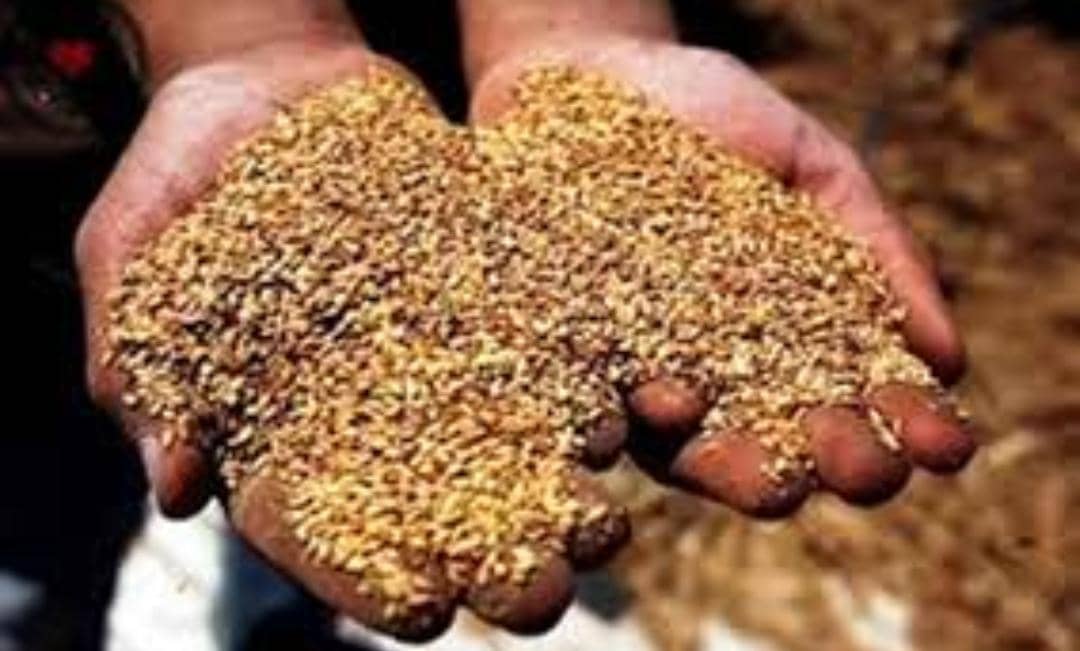 السودان.. تباينات في أسعار المحاصيل 11 IMG 20250720 WA0030