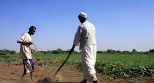 مزارعون (يتوكأون) على (أوجاعهم) ينتظرون وعد بشارة كامل إدريس!