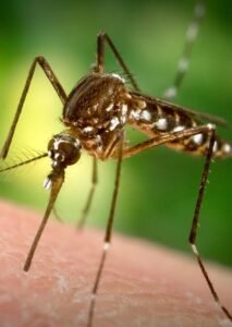 تفتيش المنازل بحثا عن بعوض حمى الضنك 