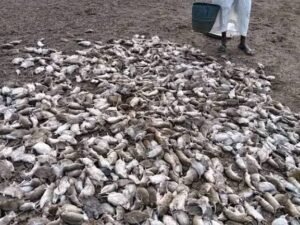 فريق متخصص لدراسة ظاهرة نفوق الفئران 