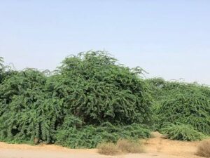 والي نهر النيل يعلن الحرب على المسكيت 12 والي نهر النيل يعلن الحرب على المسكيت