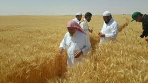 الراجحي الزراعية السعودية تستأنف نشاطها في السودان