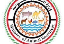 قرار وزاري بالتحول من الإنتاج الحيواني التقليدي إلى الإنتاج التجاري 13 وزارة الثروة الحيوانية