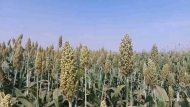 وزارة الزراعة تتخطى التحديات وتحقق انجازا غير مسبوق 