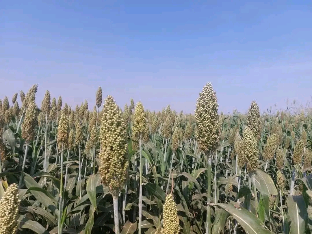 وزارة الزراعة تتخطى التحديات وتحقق انجازا غير مسبوق 