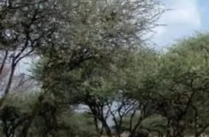 شمال كردفان تواجه جريمة من نوع آخر 