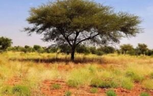 شمال كردفان تواجه جريمة من نوع آخر 