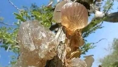 السفير/ رشاد فراج الطيب: السودان.. صناعة التحالفات والمصالح بين الحاجة والاستعداد