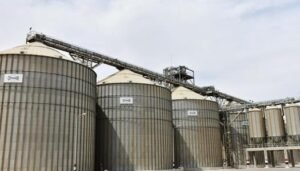 تحديات تواجه توطين القمح بالشمالية