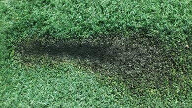 نجاة جمهور الهلال من كارثة محققة بإستاد بورتسودان 19 IMG 20260110 WA0013