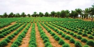 الكشف عن واقع صادم  لحجم المساحات المزروعة بالبلاد