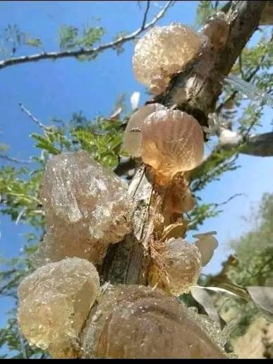 يا خبر.. زيادة بنسبة 150% في رسوم إنتاج الصمغ العربي 11 images 2 1