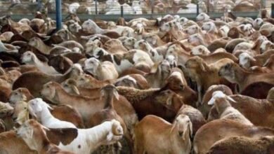 images 2026 01 14T080724.005