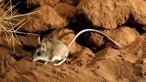 مستجدات بشأن نفوق الفئران والسلطات تكشف ..