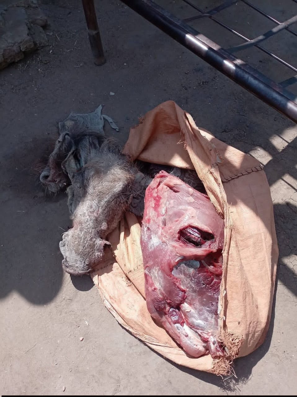 السجن لجزارين يبيعان لحم الخنزير 11 IMG 20260205 WA0057