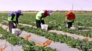 أمدرمان تشهد حصاد محصول زراعي واعد ذو قيمة اقتصادية !! 17 images 3 2