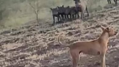 IMG 20260316 WA0019 1