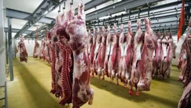 شحنة لحوم أخرى للإمارات.. (كية) فيكم!! 14 images 2026 03 18T125435.320