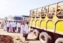 عاجل.. إنطلاق صادر الماشية إلى السعودية 12 images 87 1