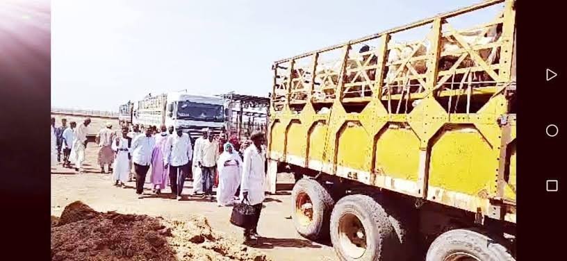عاجل.. إنطلاق صادر الماشية إلى السعودية 11 images 87 1