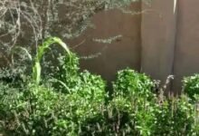 ضبط كمية من الحشيش المزروع بنهر النيل 13 IMG 20260415 WA0013