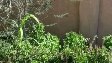 ضبط كمية من الحشيش المزروع بنهر النيل 14 IMG 20260415 WA0013