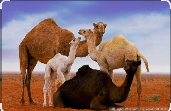 هاجر سليمان: الإبل وما أدراك ما الإبل.. أين يذهب ريعها؟! 11 Screenshot ٢٠٢٦٠٤٠٨ ١٠٠٥٤٦ Google