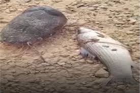 نفوق أسماك بحيرة النوبة.. إليك التفاصيل