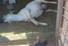 IMG 20260504 WA0028