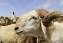 (1.4) مليار جنيه إلى (800) أسعار الخراف بولاية سودانية 12 images 2 9