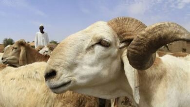(1.4) مليار جنيه إلى (800) أسعار الخراف بولاية سودانية 17 images 2 9