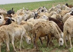 شركة سعودية تتخذ خطوات مهمة تجاه تطوير المسالخ ومواعين الصادر بالسودان